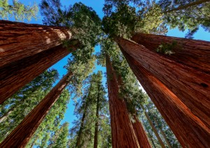 Oakhurst - Sequoia National Park (200 Km / 2h 5min) - Three Rivers (10 Km / 10min).jpg