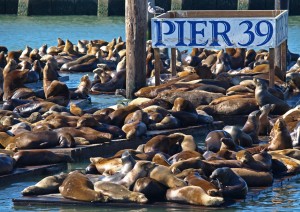 San Francisco A Piedi.jpg