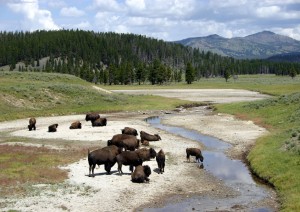 Yellowstone National Park.jpg