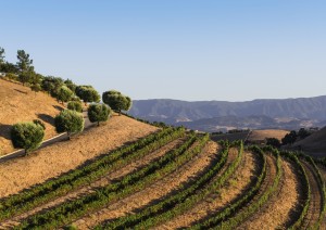 Santa Barbara - Santa Ynez Valley - Hearst Castle - San Simeon (240 Km / 3h 15min).jpg