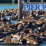 Otarie al Pier 39 di San Francisco