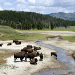 Bisonti al parco di Yellowstone