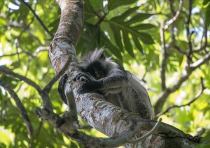 Zanzibar: Escursione Allo Jozani National Park.jpg