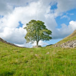 L'albero di Robin Hood lungo il Vallo di Adriano