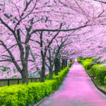 Ciliegi in fiore a Tokyo