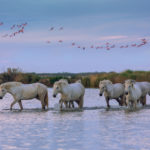 Camargue