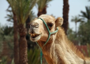 Arrivo A Marrakech.jpg