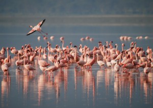 Rio Lagartos - Ek Balam - Valladolid.jpg