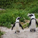 Pinguini