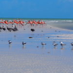 Isla Holbox