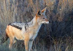 Moholoholo, Thsukudu Private Game Reserve.jpg