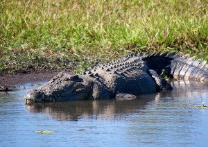 Darwin - Jabiru - Cooinda (310 Km) / Kakadu.jpg