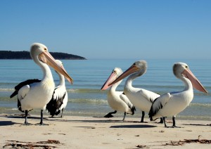 Adelaide / Escursione A Kangaroo Island.jpg