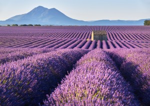 Aix-en-provence - Valensole - Aix-en-provence (205 Km).jpg