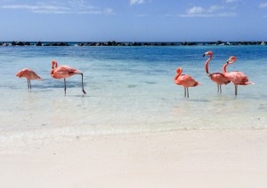 Aruba / Flamingo Beach.jpg