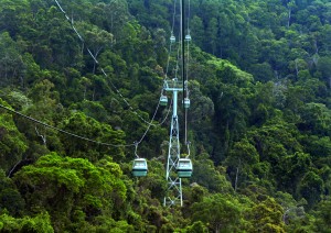 Cairns / Rainforest.jpg