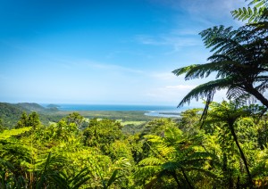 Cairns: Cape Tribulation E Daintree Tropical Forest.jpg