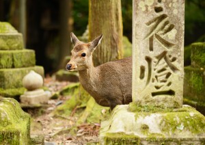 Osaka - Nara - Kyoto.jpg