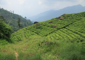 Nuwara Eliya - Kandy (80 Km / 2h 30min).jpg