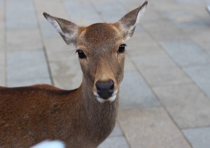 Kyoto - Nara - Kyoto.jpg