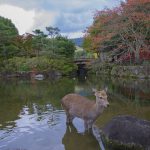 Nara, famosa per i suoi cervi