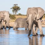 Il parco Chobe ha un'elevata concentrazione di elefanti