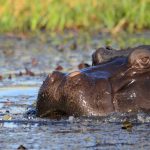 Le estese zone occupate dall'acqua garantiscono gli avvistamenti di ippopotami