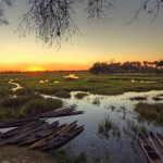 I mokoro sono le tradizionali imbarcazioni in legno usate nel delta