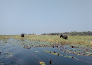 Okavango (volo) Kasane - Chobe.jpg