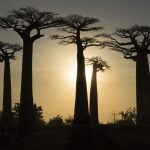 Baobab