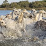 I cavalli bianchi della Camargue