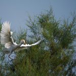 Parco regionale naturale della Camargue