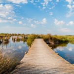 Natura e bellezza in Camargue