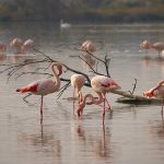 Fenicotteri nel parco della Camargue