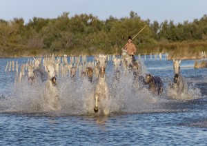 (24/05/2020) Arles - Saintes Maries De La Mer - Arles.jpg