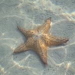 Incontri durante lo snorkeling