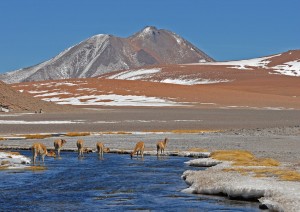 Escursione: Lagune Altiplaniche, Piedras Rojas, Laguna Chaxa.jpg