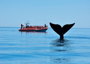 Puerto Madryn: Avvistamento Balene.jpg