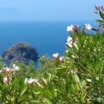 Fiori e natura delle Eolie