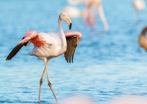 Marzamemi - Riserva Naturale Di Vendicari - Noto (35 Km / 50min).jpg