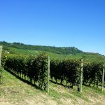 Vigne di pregiato vino barolo