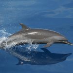 Avvistamento delfini [Foto di David Mark da Pixabay]