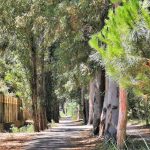 Pista ciclabile in mezzo agli alberi a Vasto