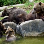 Famiglia di orsi