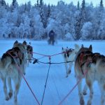 Slitta trainata dagli husky