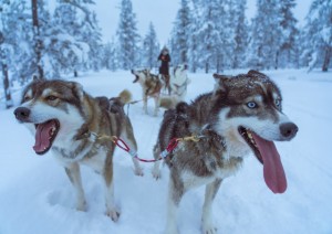 Escursione In Slitta Trainata Dagli Husky.jpg