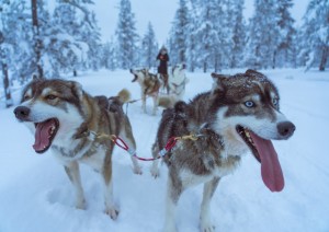 Escursione In Slitta Trainata Dagli Husky.jpg