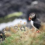 Pulcinella di mare sull'isola di Staffa [Photo by Kristel Hayes on Unsplash]