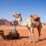 Cammelli nel deserto del Wadi Rum