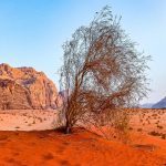 Deserto del Wadi Rum